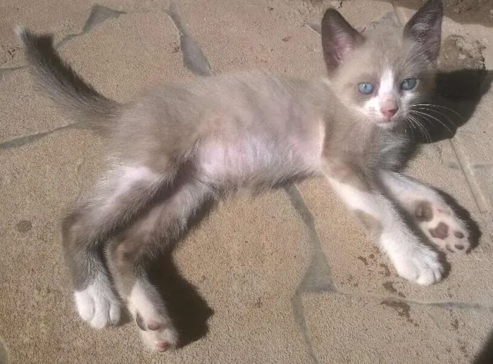 Gato raça  idade Abaixo de 2 meses nome Gatinhos