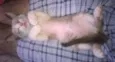 Gatinhos
