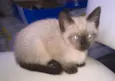Gatinhos