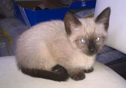 Gato raça  idade Abaixo de 2 meses nome Gatinhos