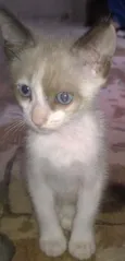 Gatinhos