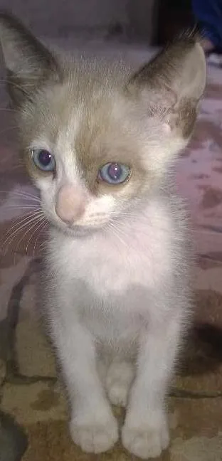 Gato raça  idade Abaixo de 2 meses nome Gatinhos