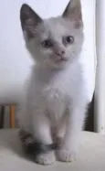 Gatinhos