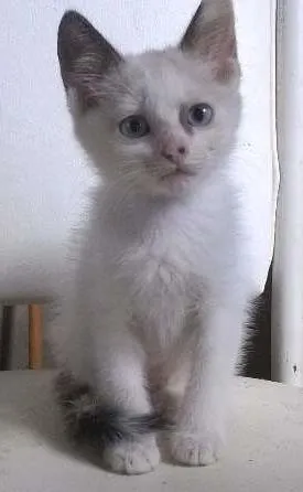 Gato raça  idade Abaixo de 2 meses nome Gatinhos
