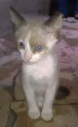 Gatinhos