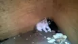 gato