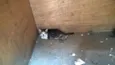 gato
