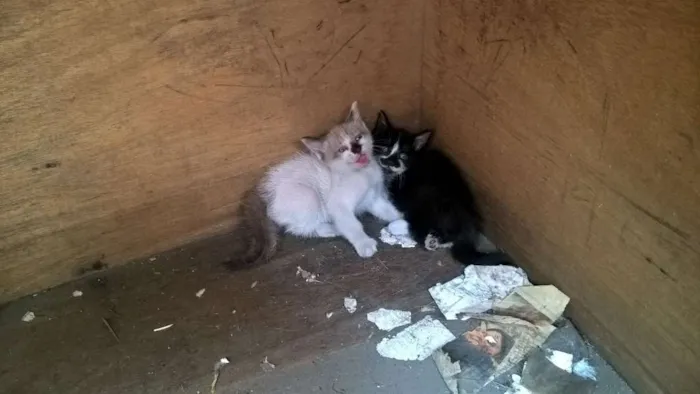 Gato ra a  idade Abaixo de 2 meses nome gato