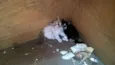 gato