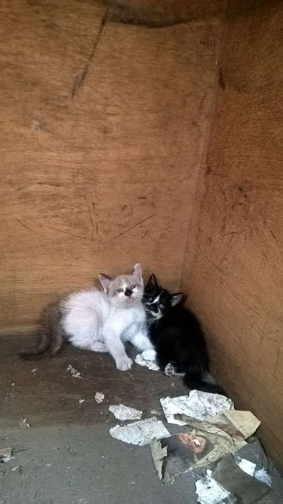 Gato ra a  idade Abaixo de 2 meses nome gato