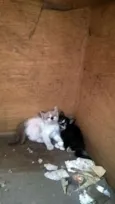 gato