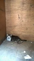 gato