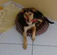 Mel