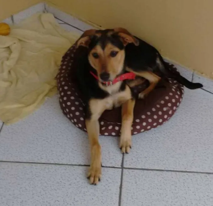 Cachorro ra a SRD idade 7 a 11 meses nome Mel