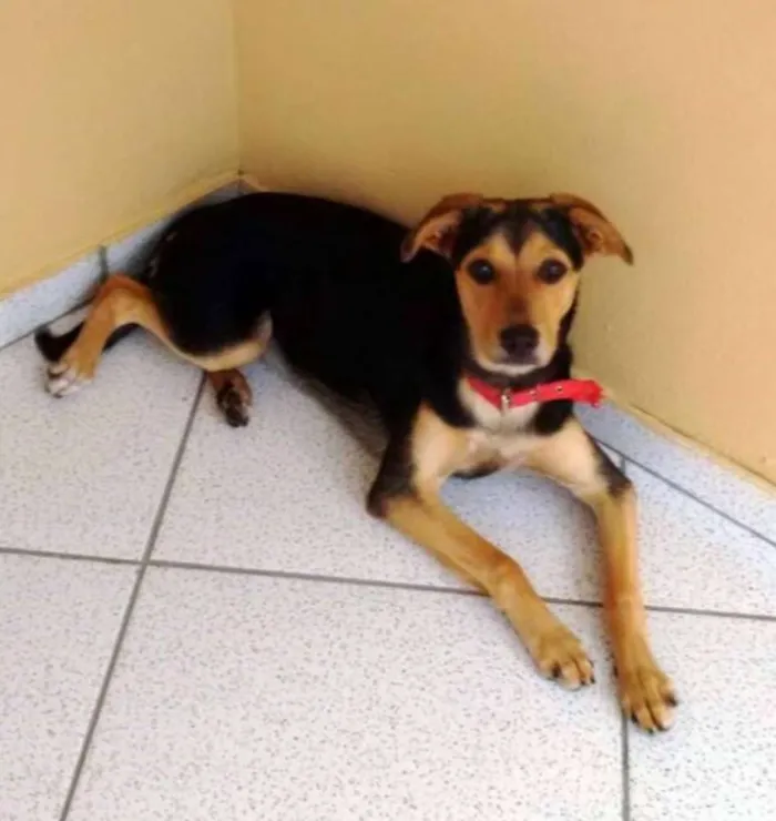 Cachorro ra a SRD idade 7 a 11 meses nome Mel