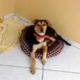 Mel