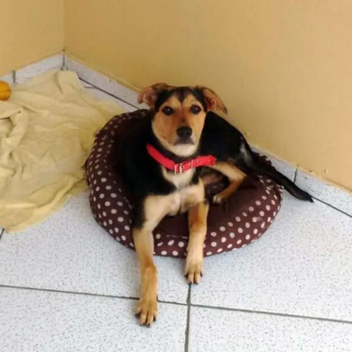 Cachorro ra a SRD idade 7 a 11 meses nome Mel