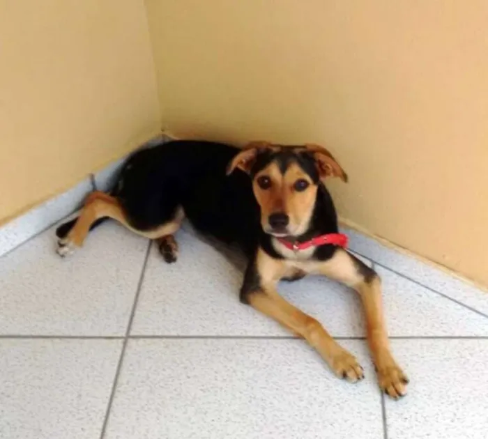 Cachorro ra a SRD idade 7 a 11 meses nome Mel