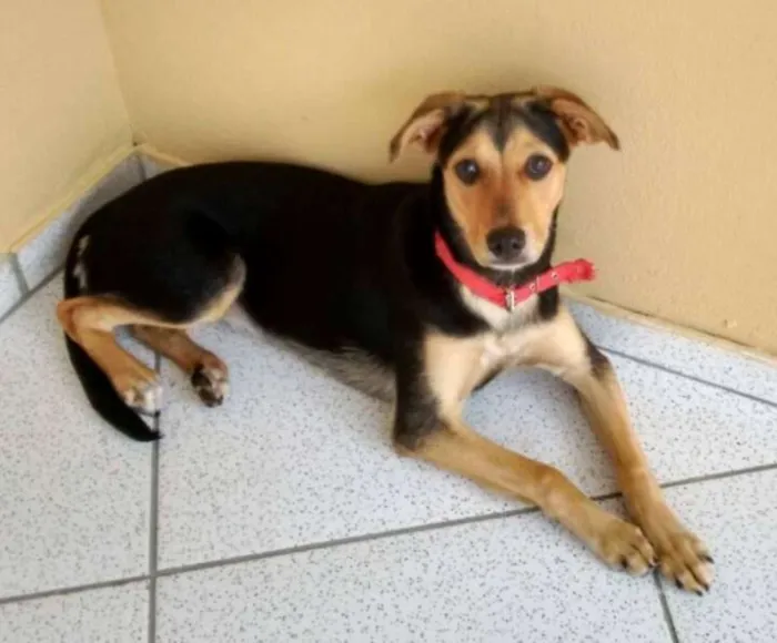 Cachorro ra a SRD idade 7 a 11 meses nome Mel