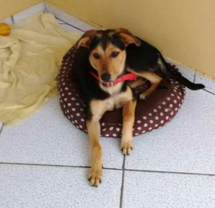 Cachorro ra a SRD idade 7 a 11 meses nome Mel
