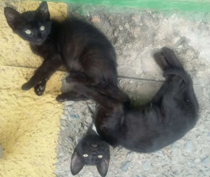Gato raça  idade Abaixo de 2 meses nome Não tem 