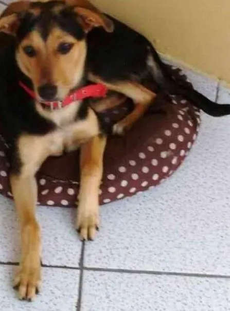 Cachorro ra a SRD idade 7 a 11 meses nome Mel