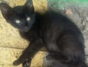 Gato raça  idade Abaixo de 2 meses nome Não tem 