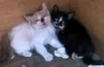 gato