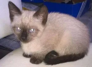 Gato raça  idade Abaixo de 2 meses nome Gatinhos