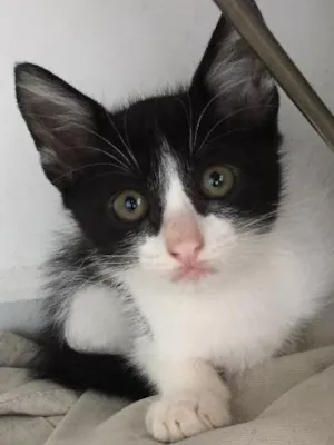 Gato raça Não sei idade Abaixo de 2 meses nome Não tem