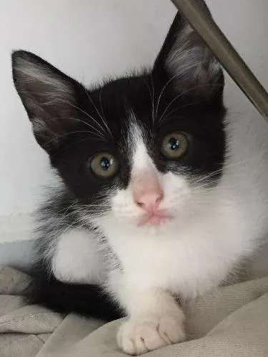 Gato ra a Não sei idade Abaixo de 2 meses nome Não tem