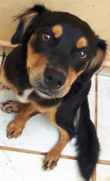 Cachorro ra a SRD idade 7 a 11 meses nome Miah