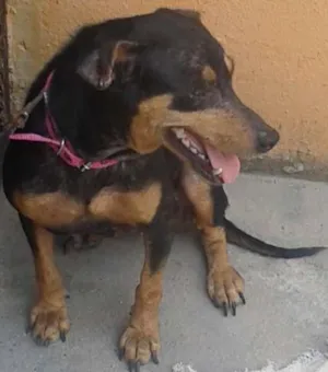 Cachorro raça rottweiler idade 4 anos nome Laila