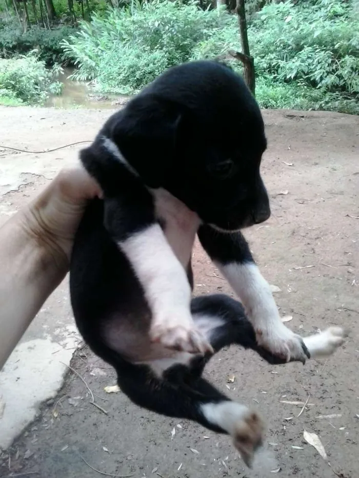 Cachorro ra a sem raça idade 2 a 6 meses nome sem nome