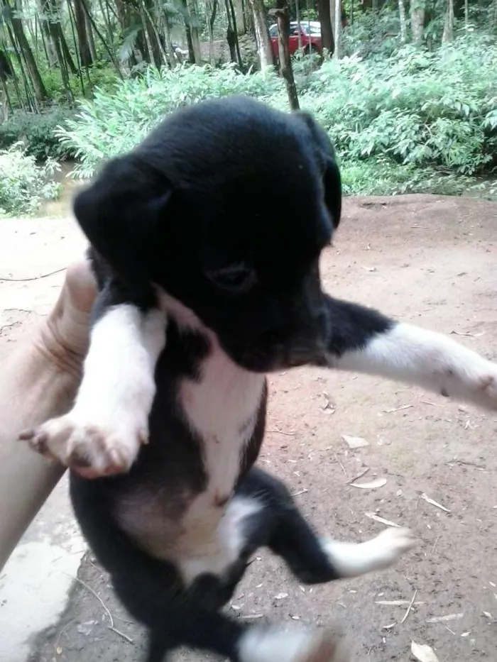 Cachorro ra a sem raça idade 2 a 6 meses nome sem nome