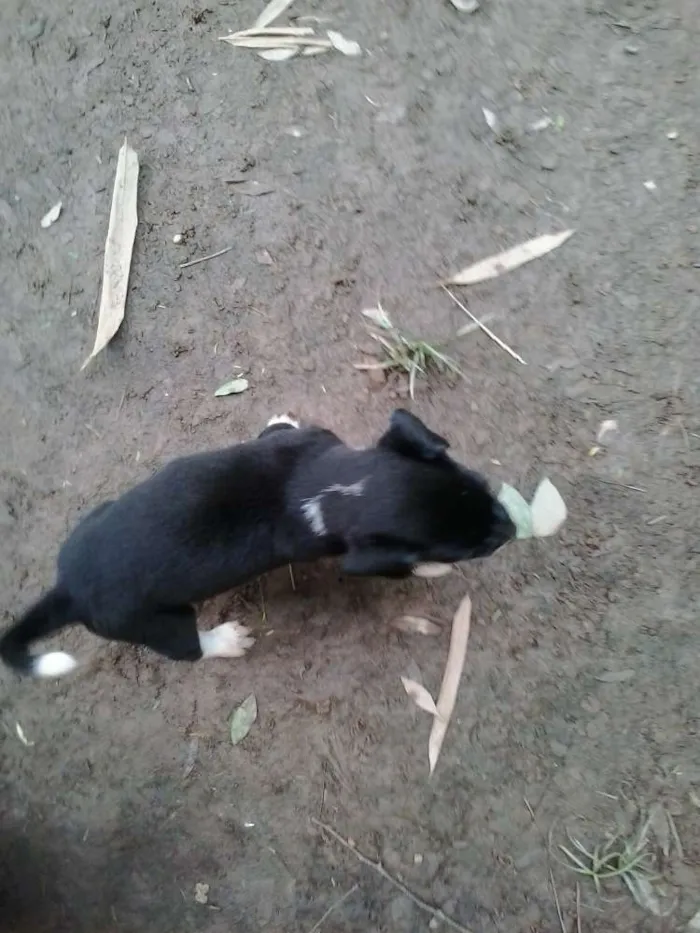 Cachorro ra a sem raça idade 2 a 6 meses nome sem nome