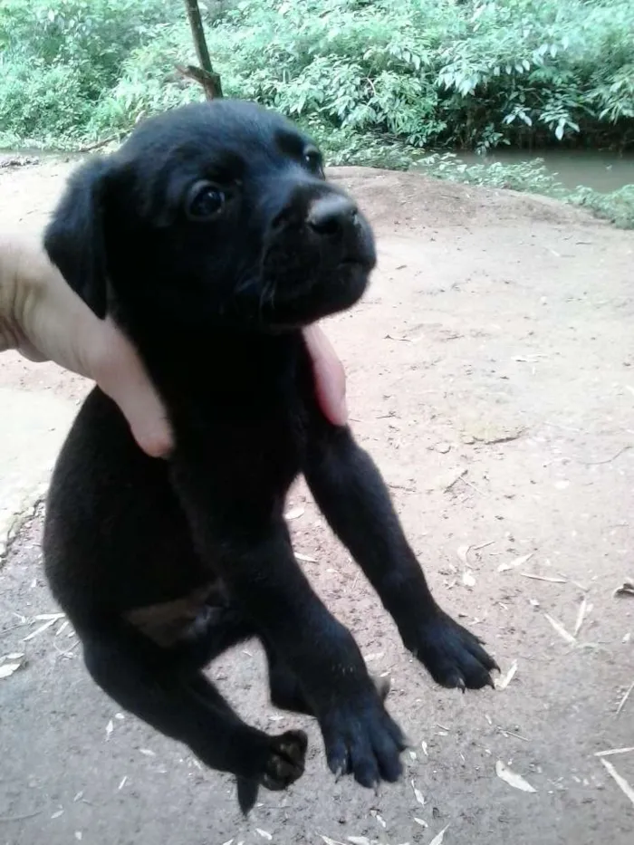 Cachorro ra a sem raça idade 2 a 6 meses nome sem nome