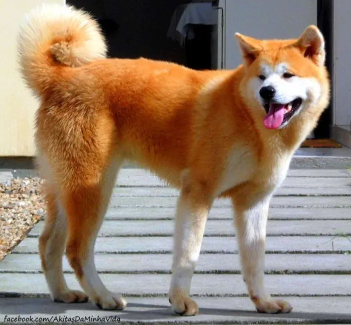 Cachorro ra a Akita Inu idade 3 anos nome Ryoutarou