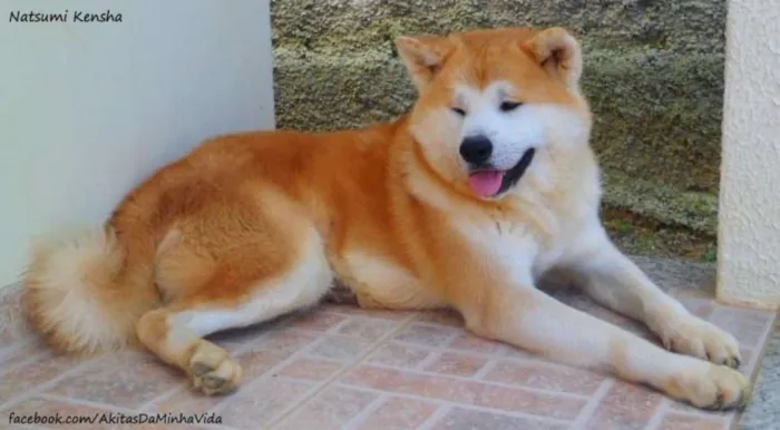 Cachorro ra a Akita Inu idade 3 anos nome Ryoutarou