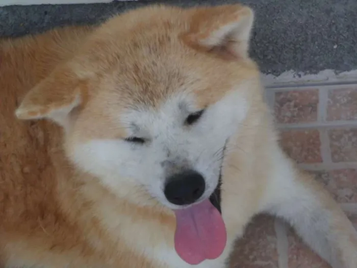 Cachorro ra a Akita Inu idade 3 anos nome Ryoutarou