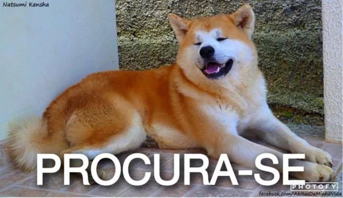 Cachorro ra a Akita Inu idade 3 anos nome Ryoutarou