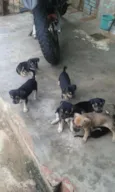 cachorrinhos