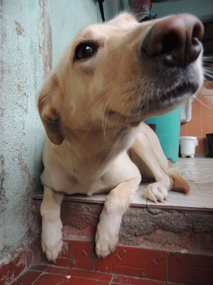 Cachorro raça Labrador Misturado idade 5 anos nome Nina