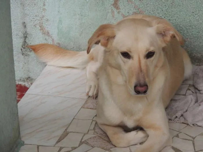 Cachorro raça Labrador Misturado idade 5 anos nome Nina
