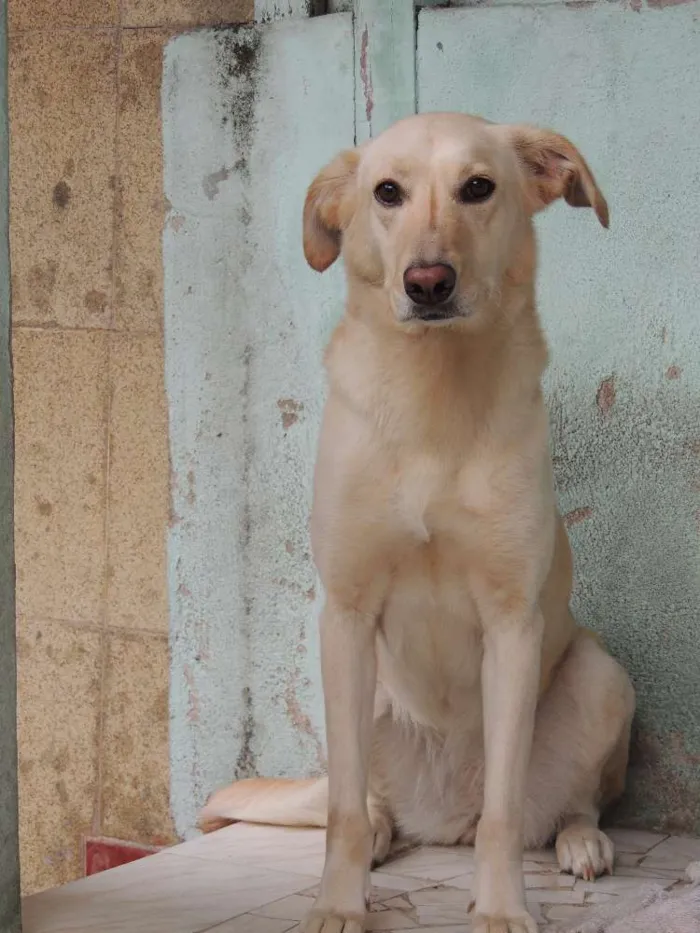 Cachorro raça Labrador Misturado idade 5 anos nome Nina