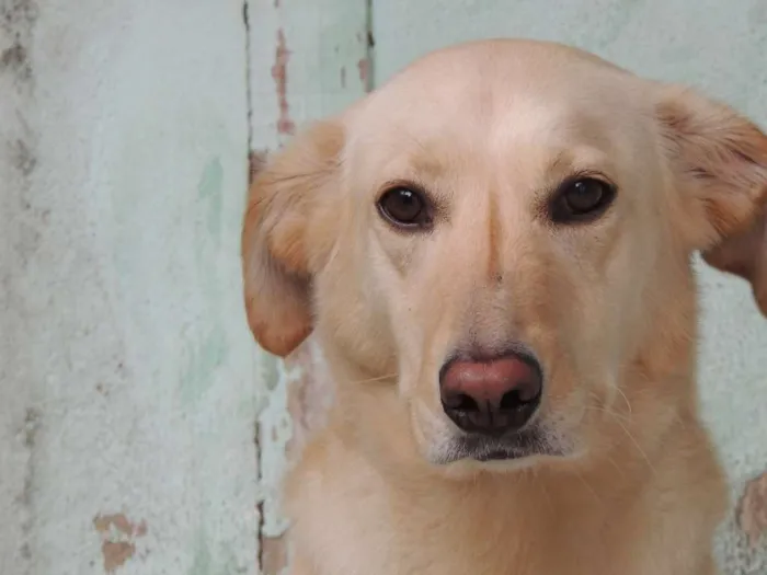 Cachorro raça Labrador Misturado idade 5 anos nome Nina