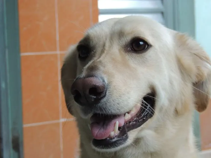 Cachorro raça Labrador Misturado idade 5 anos nome Nina