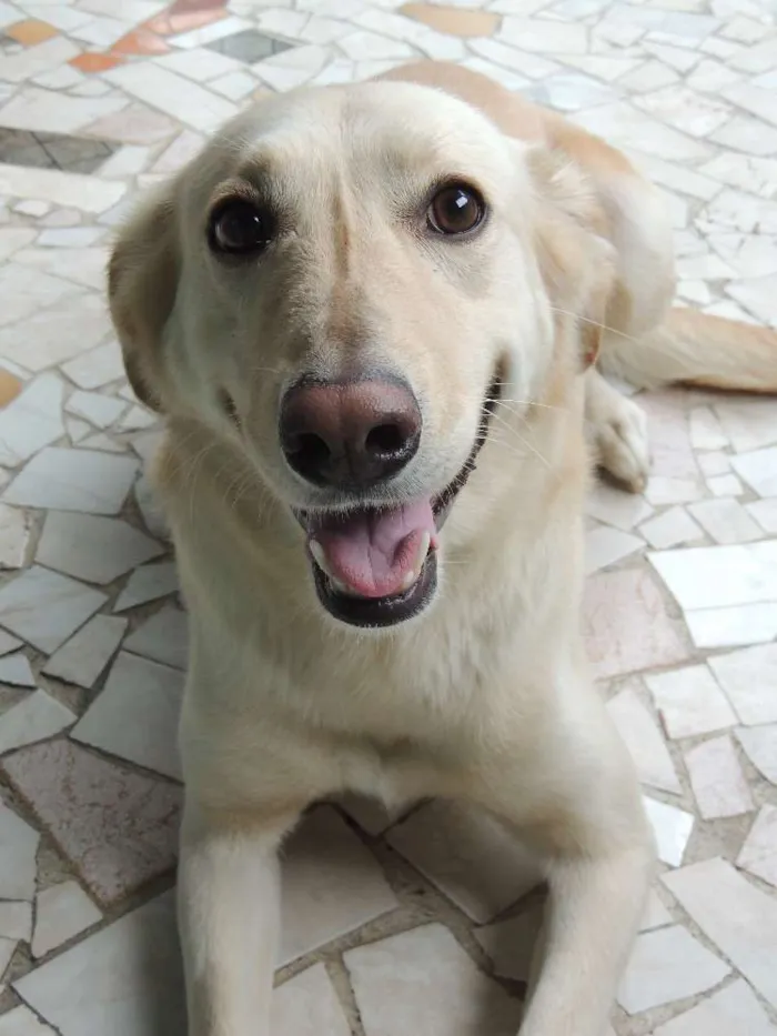 Cachorro raça Labrador Misturado idade 5 anos nome Nina