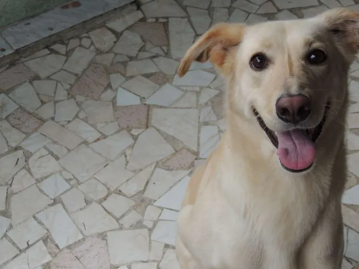 Cachorro raça Labrador Misturado idade 5 anos nome Nina