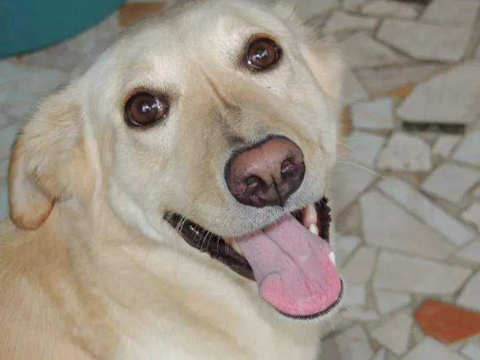 Cachorro raça Labrador Misturado idade 5 anos nome Nina